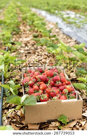 Closeup of box full with fresh red strawberries on a strawberry field