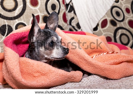 Closeup of a  curious cute chihuahua dog under the blanket at home