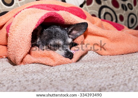 Closeup of a sad chihuahua dog under the blanket at home
