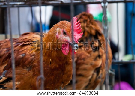 a caged chicken in the market.