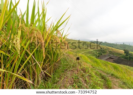 ripe rice plants in closeup with the roofs of a village in the background