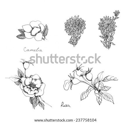 Set of floral sketches: roses, camelia, chrysantemum