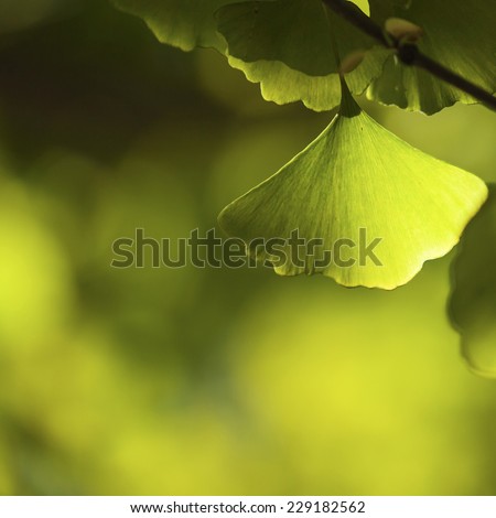 Ginkgo biloba green leaves on a tree in Yonghe Lamasery, Beijing, China.