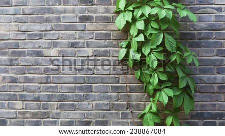 The Green Creeper Plant on the Wall