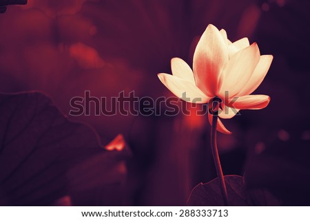 Lotus flower and Lotus flower plants