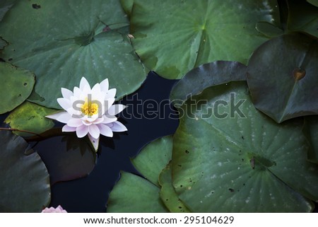 water lily lotus flower and leaves