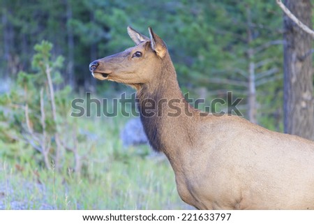 Elk Mum