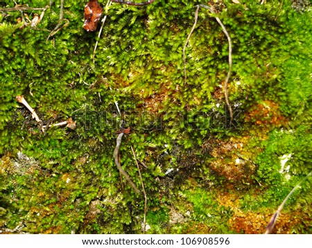 The picturesque moss among the roots. Texture.