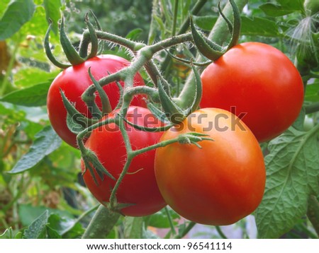 Ripening organic tomatoes on a vegetable bed into the garden. Bio product.