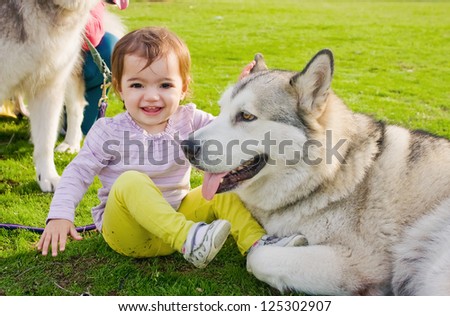Little cute toddler girl laughing while playing with her big Malamute dog