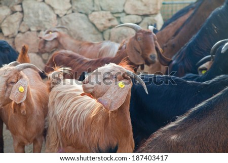 Goat in a herd with its head turned to better see the food