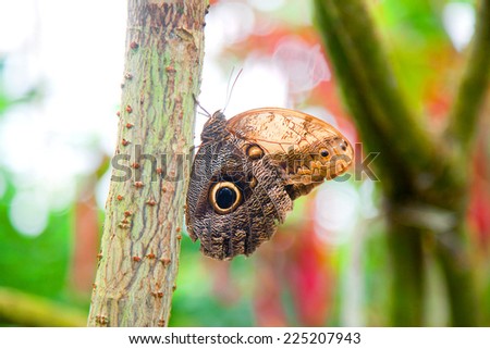 Closeup on Boomerang Owl butterfly in colorful natural environment (with bokeh effect)