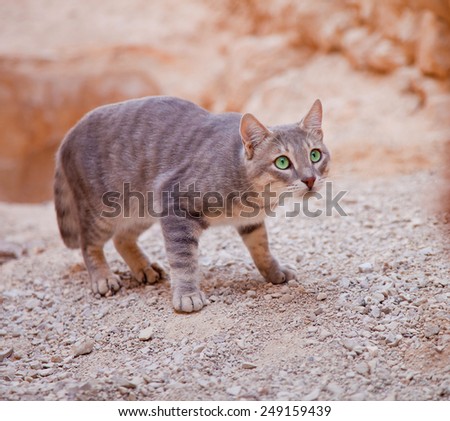 A wild cat getting ready to catch a bird