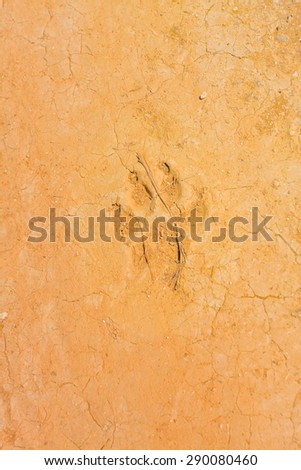 Distinct paw print on desert soil