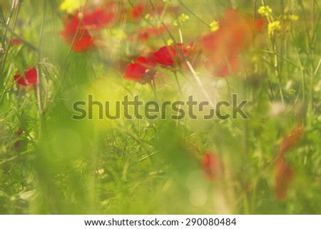 Abstract blurry background of sunset meadow with red anemones (sunset light toning, sun ray effect, bokeh effect, blur)