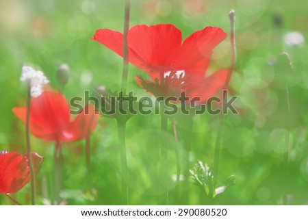 Blurry blooming meadow with red anemones background - summer blossom concept with sun ray effect and bokeh effect