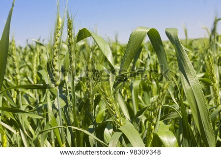 Closeup of young wheat spikes in the green spring field.