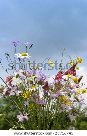 a flowery meadow