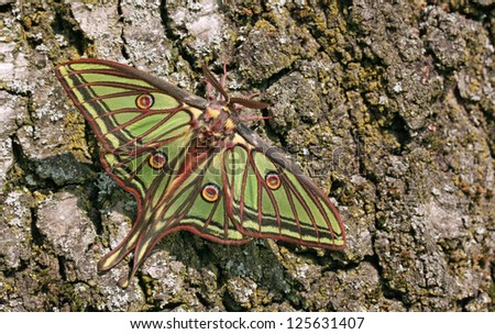 Spanish Moon Moth (Graellsia isabellae) sitting on a trunk