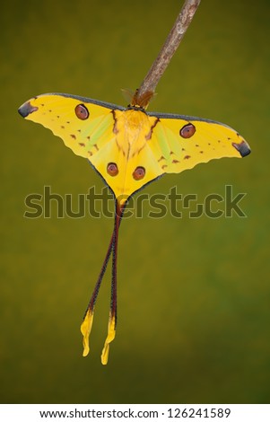 Madagascan moon moth  (Argema mittrei) sitting on a branch in front of a green background