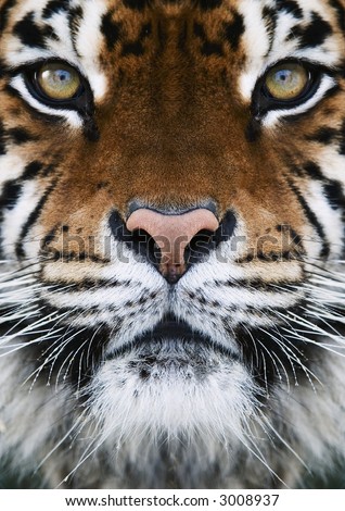 Tiger Face Photo