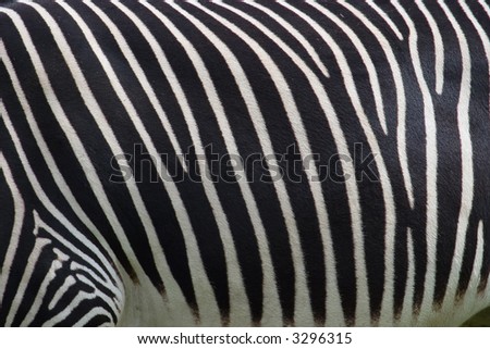 photo of a zebra texture