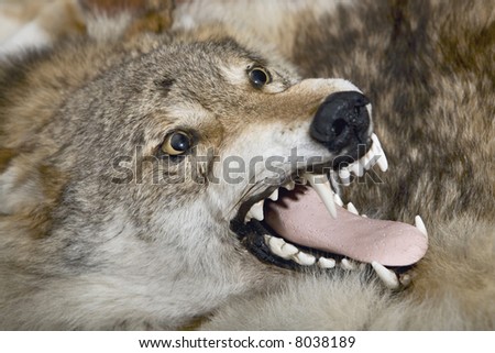 A wolf pelt on the floor
