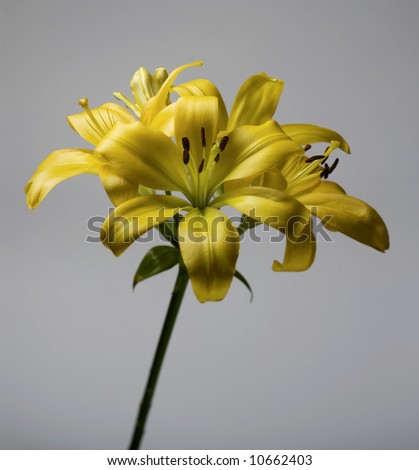 yellow lily flower on gray background