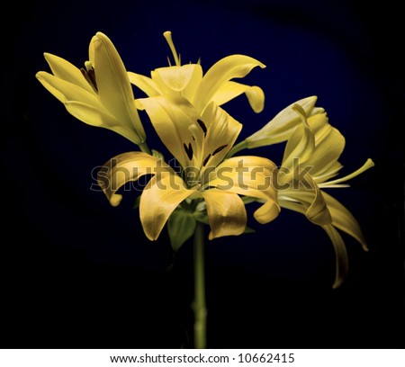 yellow lily flower on dark blue background