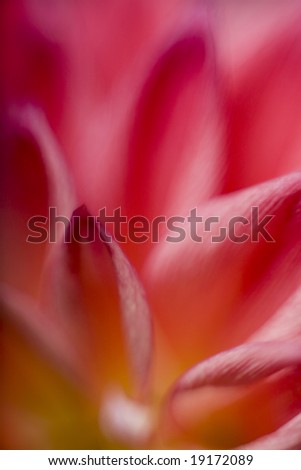 Close up of Beautiful Red Flower Petal.  Gentle and Soft Picture