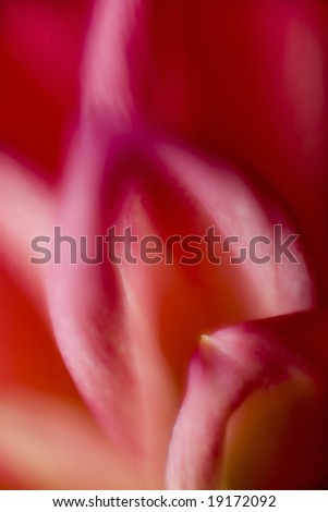 Close up of Beautiful Red Flower Petal.  Gentle and Soft Picture