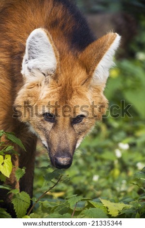 Red Wolf Close up Portrait