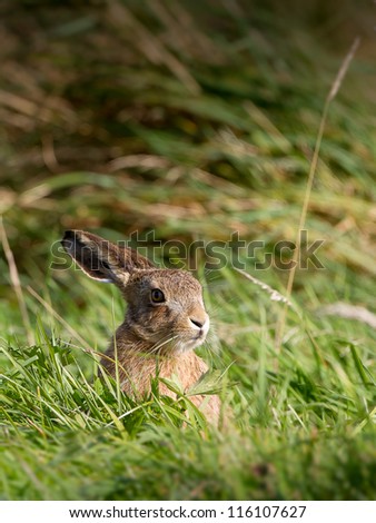 Hare in Field