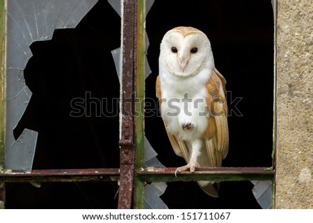 Barn Owl in window