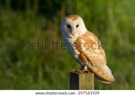 Barn owl on post
