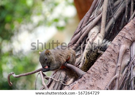A red-bellied Tree Squirrel is eating.