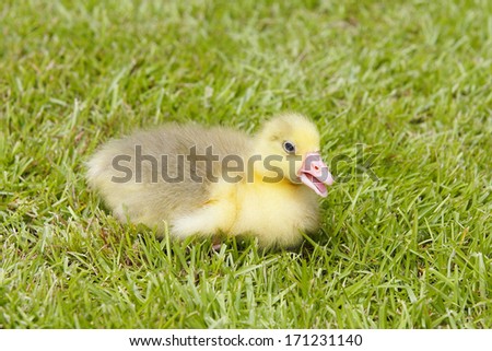 A little yellow duck om the grass.