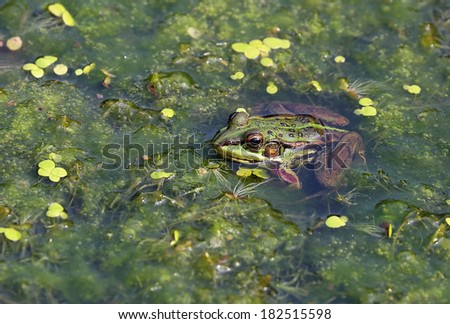 Green pond frog.