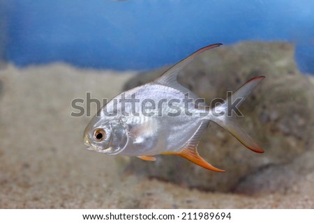 silver sea fish