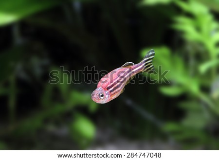 PIMK ZEBRA FISH