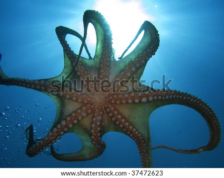 Octopus Tentacles and sun rays.