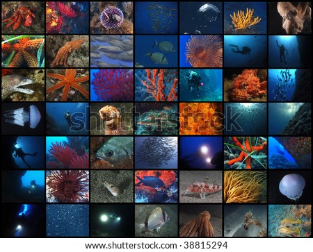 49 underwater pics from submerged world.