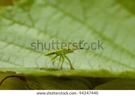 Beautiful bug on leaf. Macro photography of insect.