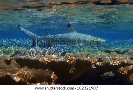 black tip reef shark