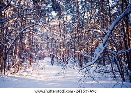 design element. hi-res image. winter forest