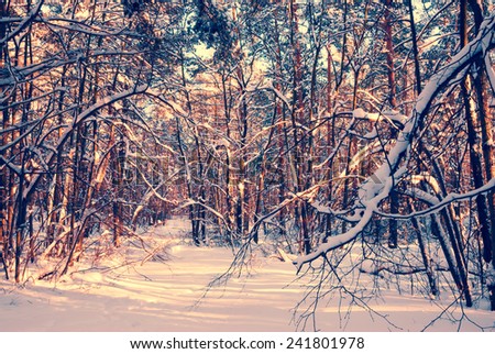 design element. hi-res image. winter forest