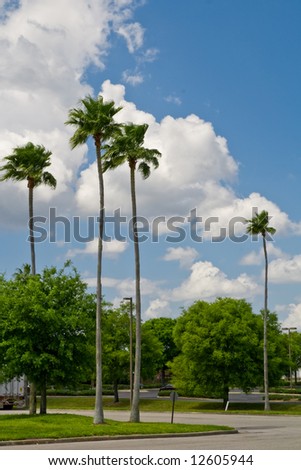 Palm and oak trees at intersection in office park