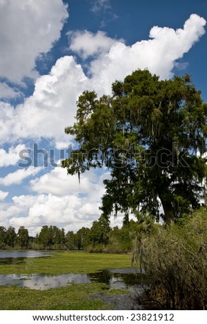 Tree leaning over the riverbank in vertical format
