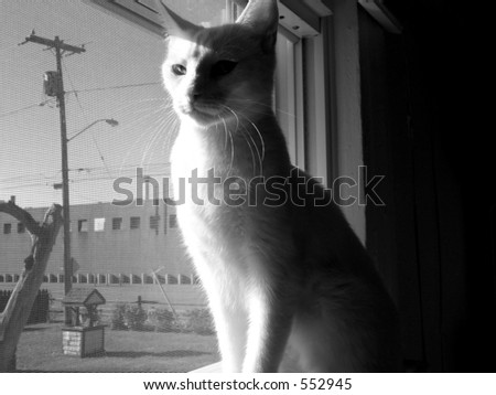 White cat in window. Black and white.