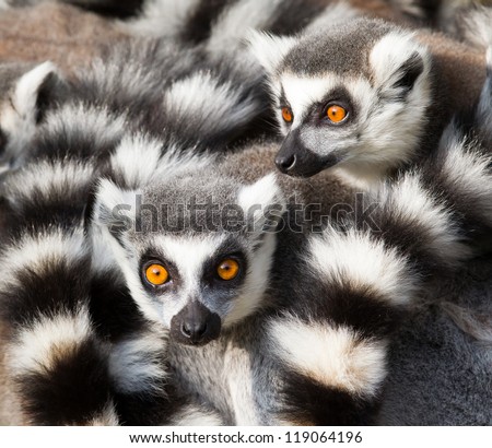 Ring-tailed lemurs (Lemur catta) huddle together on a cold autumn morning to stay warm